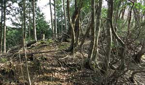 傾斜地の雑木林